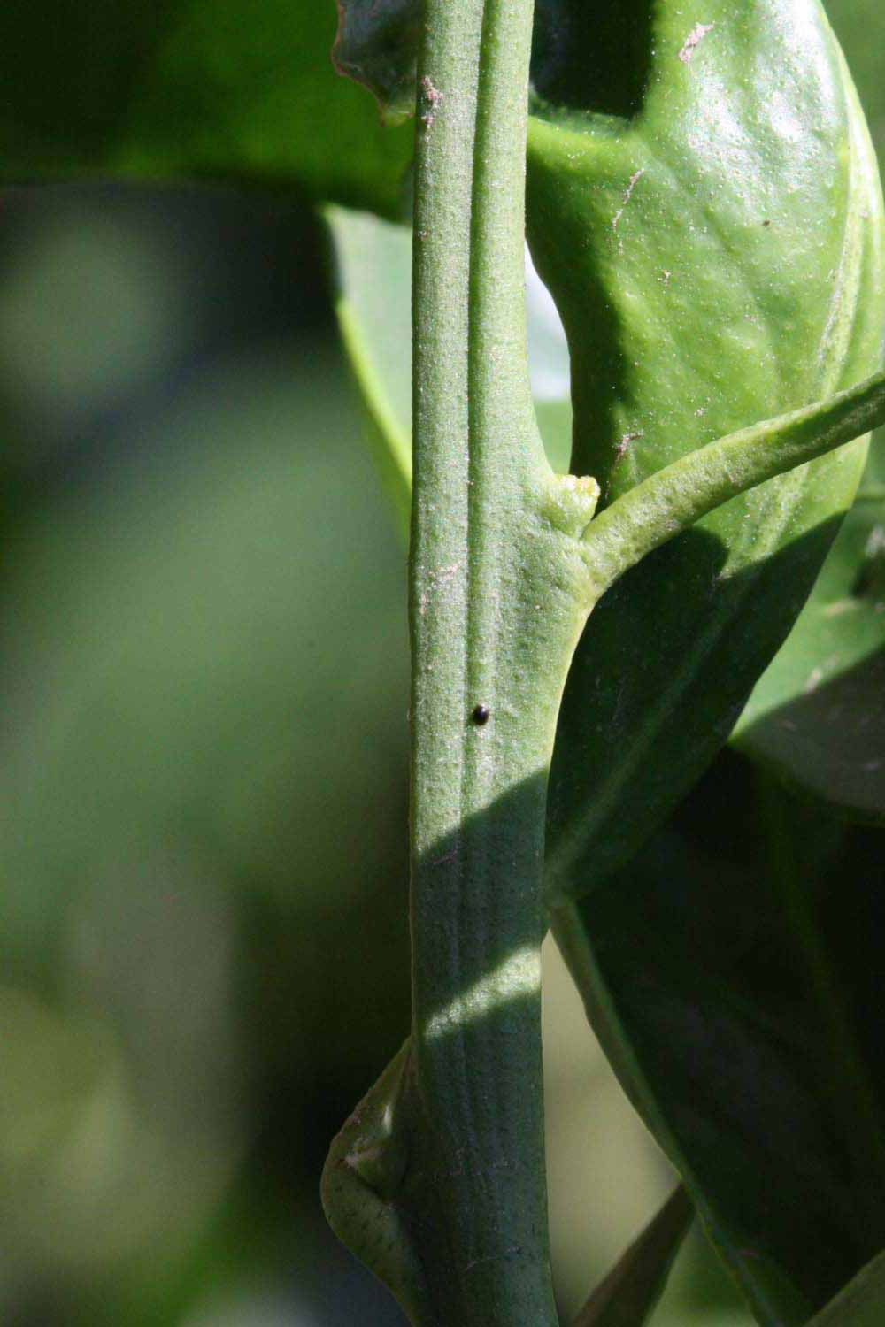            First year twig (Riverside, CA)   
